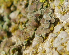 Lecanoromycetes