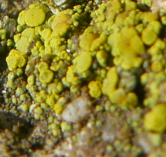 Lecanoromycetes