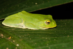 Zhangixalus taipeianus