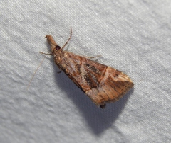 Hypena commixtalis