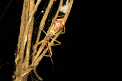 Epidaus