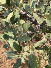 Quercus welshii
