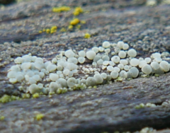 Lecanoromycetes