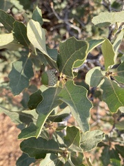Quercus welshii