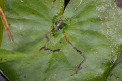 Polypedilum braseniae