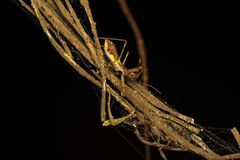 Epidaus