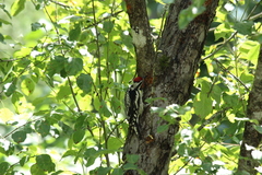 Sphyrapicus varius image