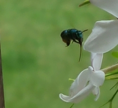 Euglossa
