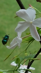 Euglossa