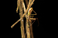 Epidaus