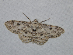 Ascotis reciprocaria