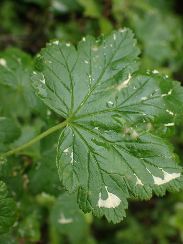 Image of Ribes acerifolium by no rights reserved