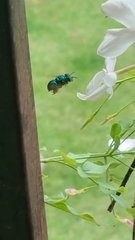 Euglossa