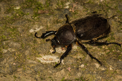 Trypoxylus dichotomus tsunobosonis