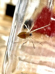 Cheiracanthium mildei