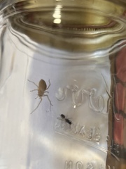 Cheiracanthium mildei