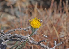 Erigeron bloomeri bloomeri