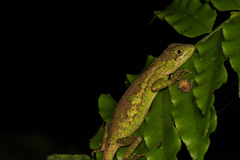 Diploderma polygonatum xanthostomum