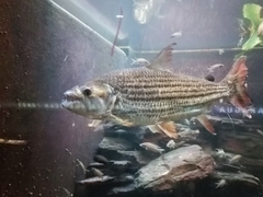 Hydrocynus vittatus