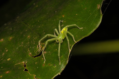 Gnathopalystes taiwanensis