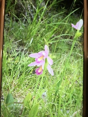 Pogonia