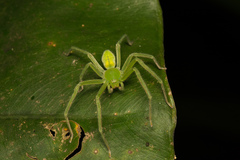Gnathopalystes taiwanensis