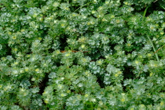 Alchemilla procumbens