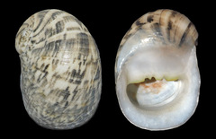 Nerita maxima