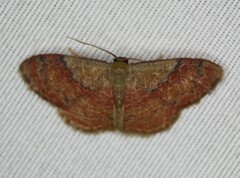 Leptostales ferruminaria