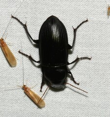 Harpalus caliginosus
