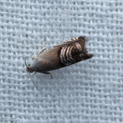 Grapholita delineana