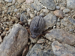 Acilius abbreviatus