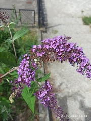 Buddleja davidii