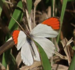 Colotis pallene