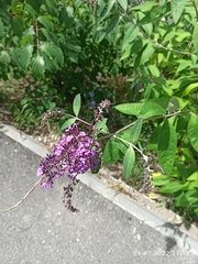 Buddleja davidii