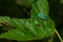 Phyllobius thalassinus