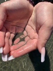 Clinocottus acuticeps