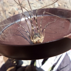 Mitopus glacialis