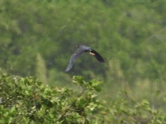 Butorides virescens image