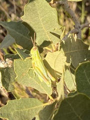 Hesperotettix viridis viridis