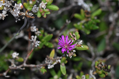 Delosperma robustum