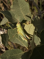 Hesperotettix viridis viridis