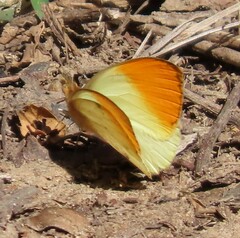 Colotis auxo