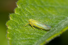 Cicadula