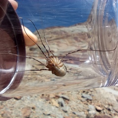 Mitopus glacialis