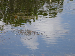 Hydrilla verticillata
