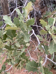 Quercus welshii
