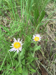 Erigeron flagellaris