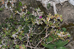 Delosperma robustum