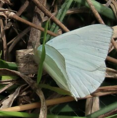 Dixeia charina